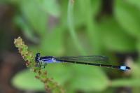 Ischnura elegans