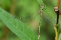 Lestes barbarus