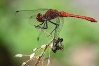 Sympetrum sanguineum