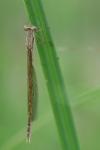 Sympecma fusca