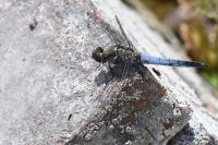 Orthetrum cancellatum