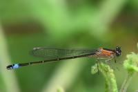Ischnura elegans