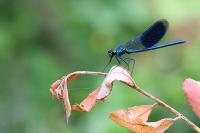 Calopteryx splendens