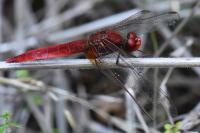 Crocothemis erythraea