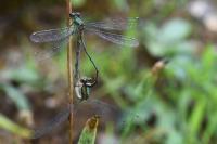 Chalcolestes viridis