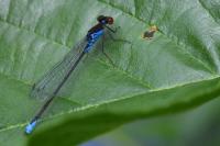 Erythromma viridulum