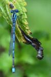 Erythromma lindenii