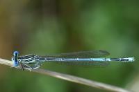 Platycnemis pennipes