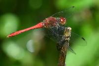 Sympetrum sanguineum