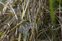 Orthetrum cancellatum