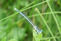 Platycnemis pennipes