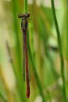 Ceriagrion tenellum