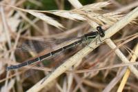 Coenagrion puella