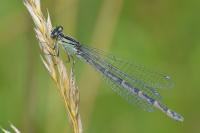 Enallagma cyathigerum
