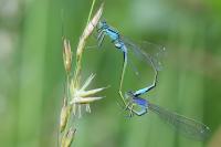 Ischnura elegans