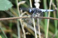 Libellula fulva