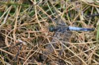 Orthetrum cancellatum