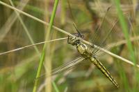 Orthetrum cancellatum