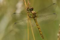 Sympetrum striolatum