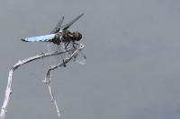 Libellula depressa