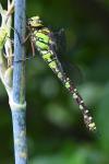 Aeshna cyanea