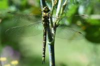 Aeshna cyanea