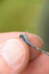 Coenagrion scitulum