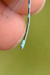 Coenagrion scitulum