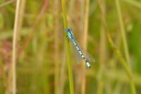 Enallagma cyathigerum