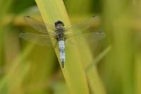 Libellula fulva
