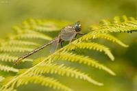 Gomphus pulchellus