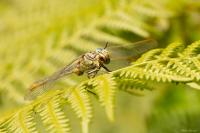 Gomphus pulchellus