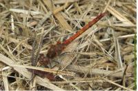 Sympetrum striolatum