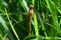 Orthetrum coerulescens