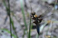 Libellula depressa