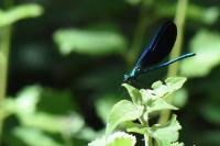 Calopteryx virgo