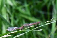Pyrrhosoma nymphula