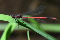 Pyrrhosoma nymphula