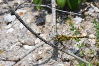 Orthetrum cancellatum