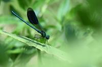 Calopteryx splendens