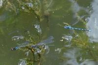 Erythromma lindenii