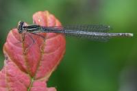 Erythromma lindenii