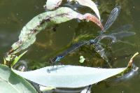 Erythromma viridulum