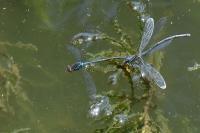 Erythromma viridulum