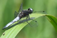 Libellula fulva
