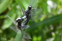 Libellula fulva