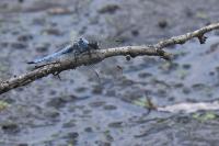 Orthetrum brunneum