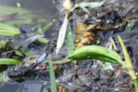 Orthetrum cancellatum