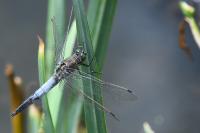 Orthetrum cancellatum