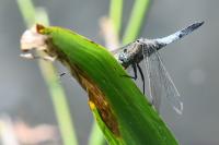 Orthetrum cancellatum
